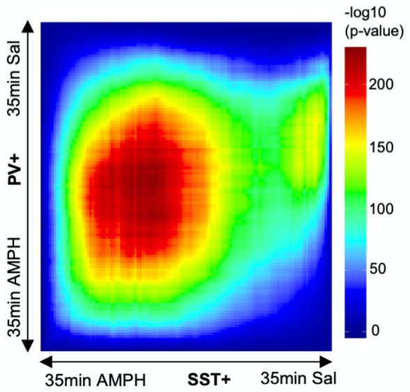 Rank-Rank Hypergeometric overlap map of the expression profiles of purifies SST+ and PV+ cells in the Nucleus Accumbesn 35mins after Amphetamine treatment